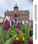 Tulip flowers in Knokke Heist