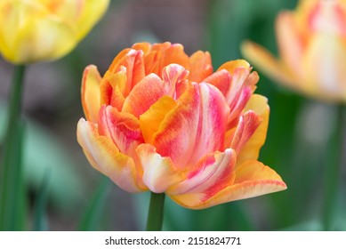 Tulip 'Foxy Foxtrot' close up - Shutterstock ID 2151824771
