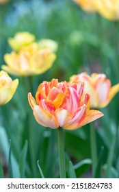 Tulip 'Foxy Foxtrot' close up - Shutterstock ID 2151824783