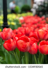 Tulip In Its Full Array