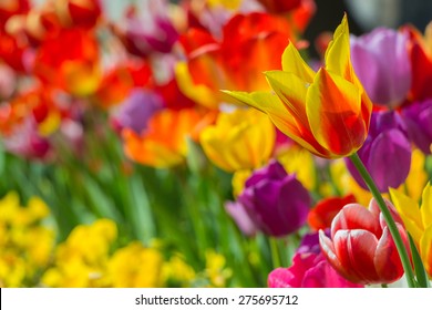 Tulip Garden