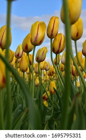 Tulip Garden In Denton Texas