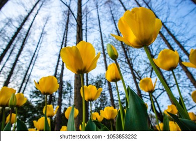 Tulip Garden Heaven