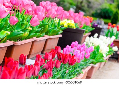 Tulip garden in Kyoto Botanical Garden during cherry blossom season in Kyoto, Japan