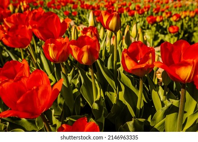 Tulip garden with red tulips