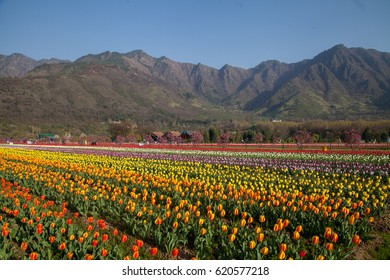 Kashmir Tulip Garden High Res Stock Images Shutterstock
