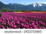 Tulip Garden in Srinagar Kashmir