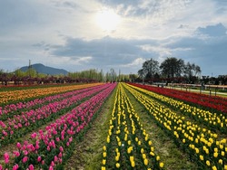 Tulip Garden In Srinagar Kaschmir Im Jahr 2023, Ist Ein Schönes Ziel.