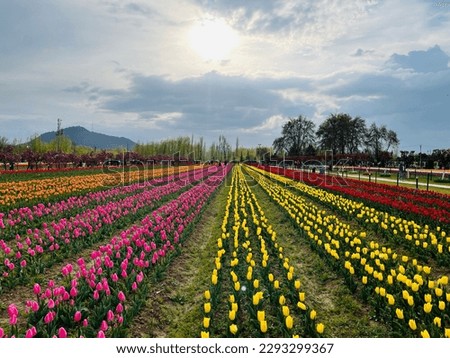 Tulip Garden at Srinagar Kashmir in 2023, is a beautiful destination.