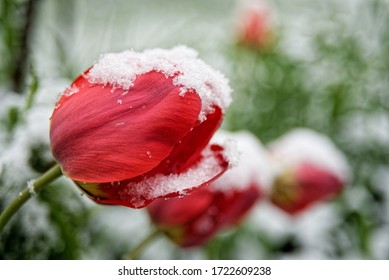 Tulip grown up, then snow falls