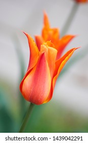 Tulip hybrids – Ballerina, with the sharp petals. Blooming orange and yellow tulips on blurred background. Beautiful flowers as floral natural backdrop.