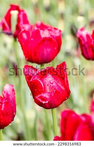 Tulip Ile de France cultivated in a garden in Madrid