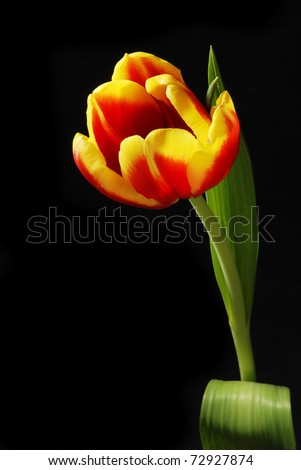 Similar – PaarTanz Tulpe Blüte Blume