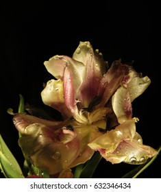 Tulip lights
