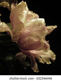 Tulip lights
