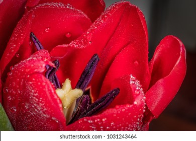 Tulip macro close up shot