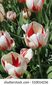 Tulip Mania