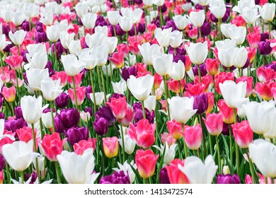 Tulip Mania In New Jersey