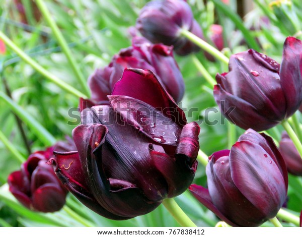 Tulip Meadowlark Botanical Garden Vienna Virginia Stock Photo