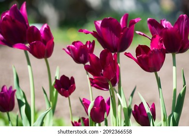 Tulip Merlot - Blooming purple tulips in a rural garden on blurred background.