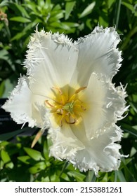 Tulip From The Missouri Botanical Gardens In St Louis, MO