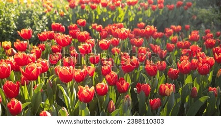 The tulip n Tulip festival in Bowral, NSW, Australia Foto stock © 