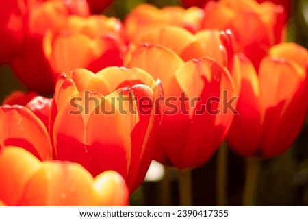 The tulip n Tulip festival in Bowral, NSW, Australia Foto stock © 