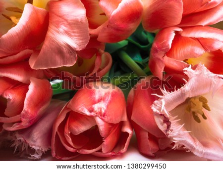 tulip on trendy coral color of 2019 Minimal styled concept greeting card.
