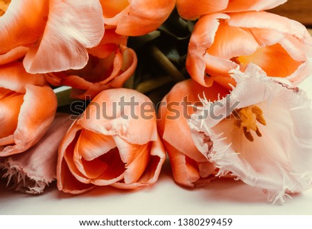 tulip on trendy coral color of 2019 Minimal styled concept greeting card.