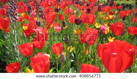 Tulip park