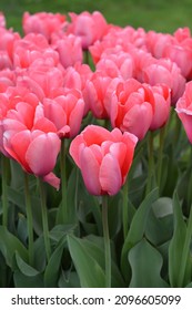 Tulip Tulip Pink Impression flowers - Latin name - Tulipa Pink Impression