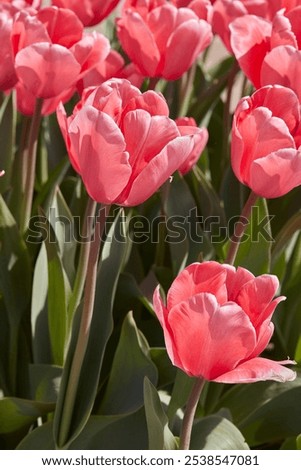 Similar – Image, Stock Photo Spring impression Flower