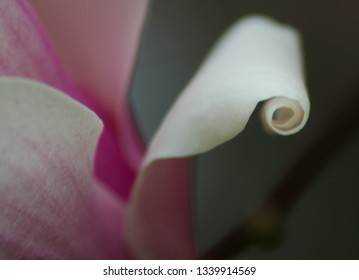 Tulip Poplar Flower Curling As It Opens.