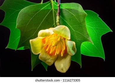 Tulip Poplar Flower And Leaves