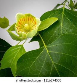 Tulip Poplar Flower And Leaves