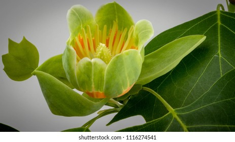 Tulip Poplar Flower And Leaves