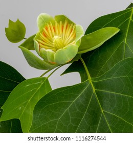 Tulip Poplar Flower And Leaves