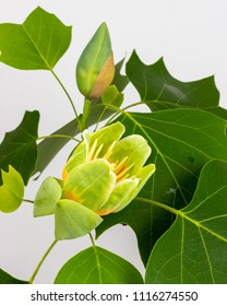 Tulip Poplar Flower And Leaves