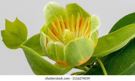 Tulip Poplar Flower And Leaves