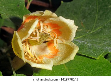 Tulip Poplar Flower And Leaves