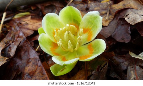 Tulip Poplar Flower Lying In A Bed Of Fallen Leaves