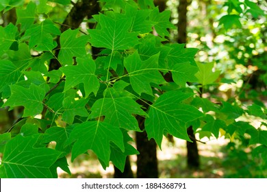 A Tulip Poplar Leaf Or Liriodendron Tulipifera Leaves.