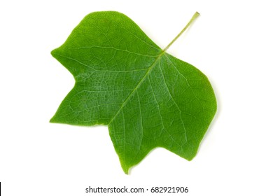 A Tulip Poplar Leaf Or Liriodendron Tulipifera Isolated On A White Background