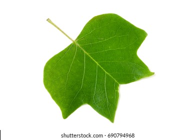A Tulip poplar leaf or Liriodendron tulipifera isolated on a white background