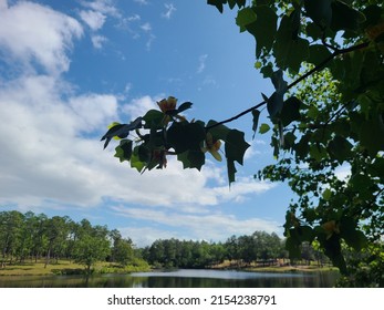 Tulip Poplar Tree Bloom Over Lake