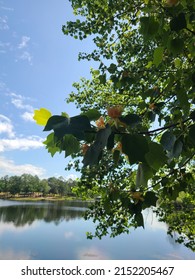 Tulip Poplar Tree Blooming Over A Lake