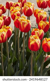 Tulip Rambo flowers in red and yellow colors in spring sunlight