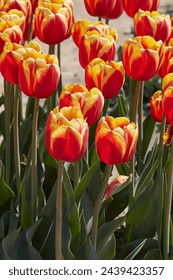 Flores de Tulip Rambo en colores rojo y amarillo en la luz del sol de primavera