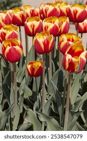 Tulip Rambo flowers in red and yellow colors in spring sunlight