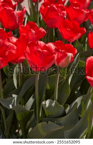 Similar – Image, Stock Photo Spring impression Flower